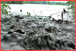 Flood again Darrang Flood ruin thoudsands of hectares of crops