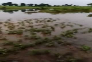 Bursting of canal from Ukayla dam