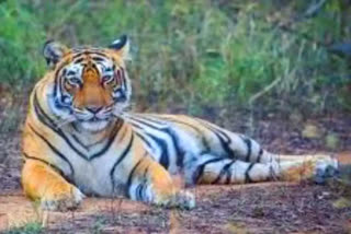 Tiger dead body found