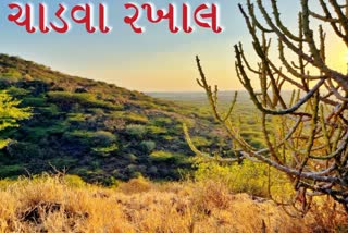 સંરક્ષિત અભયારણ્યના દરજ્જા માટે પ્રયત્નો નહીં કરવાં આવે તો કચ્છને કદી ન પુરાય તેવી ખોટ પડશે