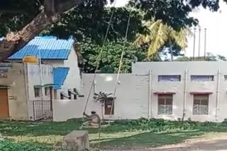 ಜೋಕಾಲಿಯಲ್ಲಿ ಕೂತು ಸಂಭ್ರಮಿಸಿದ ವಾನರ