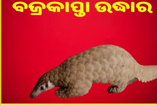 ହଲଦିଆପଦରରୁ ୫ କିଲୋଗ୍ରାମ ଓଜନର ବଜ୍ରକାପ୍ତାକୁ ଉଦ୍ଧାର କଲା ବନ ବିଭାଗ