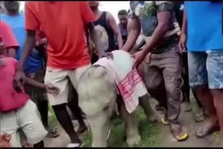 locals rescued an elephant calf after it fell into a ditch in Golaghat's Numaligarh