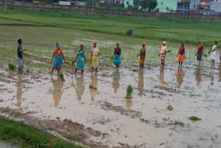 Farmers planting crops in fields even on condition of famine in Jharkhand