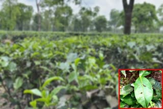 Tea Garden faces loss over worm attack