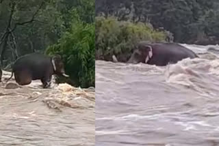 Thrissur chalakkudi river elephant tapped  Thrissur todays news  കുത്തിയൊഴുകുന്ന ചാലക്കുടിപ്പുഴയില്‍ അകപ്പെട്ട് കാട്ടാന  തൃശൂര്‍ ഇന്നത്തെ വാര്‍ത്ത
