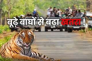 Corbett Park Tiger Story