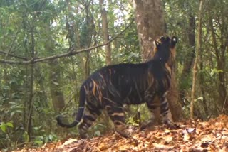 viral video of black tiger