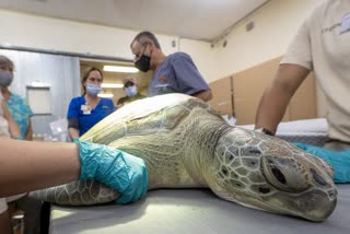 train-movement-stop-for-injured-turtle