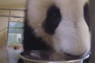 Star twin pandas at French zoo hit scales ahead of first birthdays