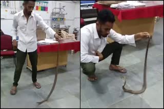 cobra-found-at-rims-hospital-raichur