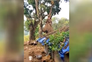 DOC Title * ias-officer-supriya-sahu-shared-the-clip-on-elephant-climbs-tree-to-pluck-jackfruit-using-its-trunk