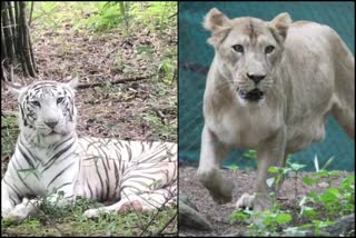 Vanya the white tiger and Sana the lioness