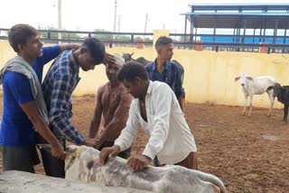 Lumpy Virus in Western Rajasthan