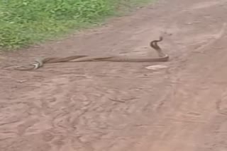 king cobra enjoying togather  watch video