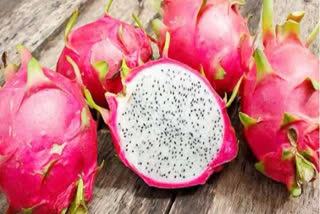 Dragon fruit cultivation now in the sugarcane belt