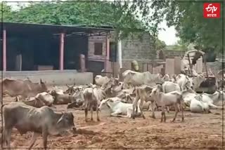 Cows Death in Jodhpur