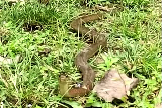 Red Necked Keel Back Snake Rescued at Kaliabor