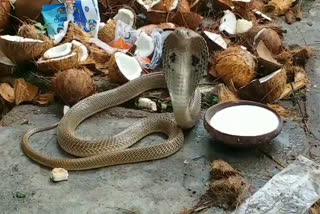 animal-protection-community-awareness-programme-about-snakes-on-nag-panchami-2022-in-karimnagar