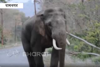रामनगरच्या ढेला रेंजमध्ये हत्तीने दुचाकीस्वारांना लावले पळवून