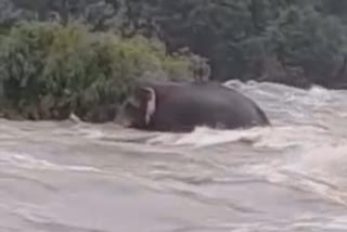 Elephant stranded Chalakudy river kerala