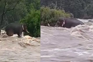 elephant stuck in river kerala