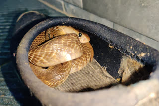 A Snake sitting inside a shoe: Be careful in rainy season! Video