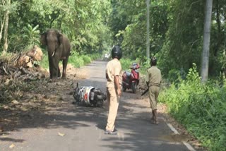 Elephant in Dooars