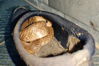 Etv Bharatشموگا میں جوتے کے اندر بیٹھا سانپ، دیکھیں ویڈیو