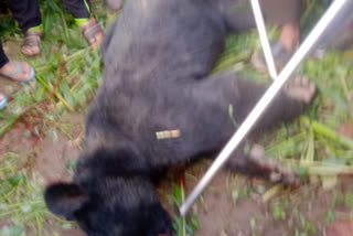 wild bear killed by local hunter in kokernag
