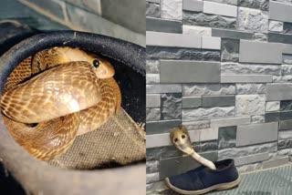 A Snake sitting inside a shoe: Be careful in rainy season! Video  ഷൂസിനുള്ളില്‍ മൂര്‍ഖന്‍  ഷൂസിനുള്ളില്‍ പതിയിരുന്നത് ഉഗ്ര വിഷമുള്ള മൂര്‍ഖന്‍  പാമ്പ്  മൂര്‍ഖന്‍  A Snake sitting inside a shoe  Be careful in rainy season  വീട്ടില്‍ അഴിച്ച് വച്ച ഷൂസിനുള്ളില്‍ മൂര്‍ഖന്‍