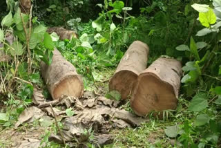 forest vigilance found teak log in malappuram  found teak log near enathi bridge malappuram  9 teak log found  forest vigilance search  9 തേക്ക് തടികൾ വനം വിജിലൻസ് കണ്ടെത്തി  മലപ്പുറത്ത് തേക്ക് തടികൾ കണ്ടെത്തി  കരിമ്പുഴയിലൂടെ തേക്ക് ഒഴുകിയെത്തി