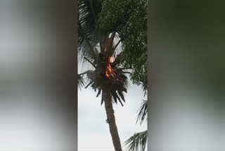 Coconut tree burnt  lightning attack  lightning attack in thoothukudi  Coconut tree burnt by lightning attack  மின்னல் தாக்கியதில் பற்றி எரிந்த தென்னை மரம்  பற்றி எரிந்த தென்னை மரம்  தூத்துக்குடியில் மின்னல் தாக்கல்