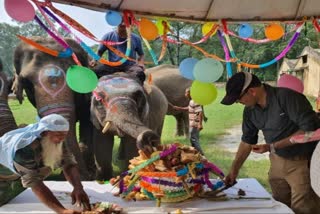 birthday-of-sawan-elephant-was-celebrated-in-kalagarh-corbett-tiger-reserve