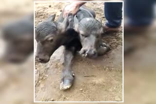Buffalo gave birth to a two headed calf