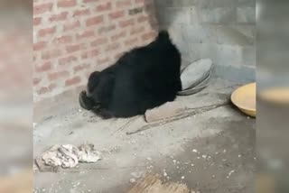 bear had sheltered inside a under construction house due to rain in tumkur