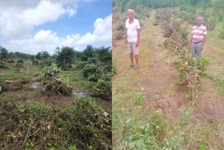 વરસાદને કારણે સુરત જિલ્લામાં 131 હેકટર જમીનમાં ખેતી પાકને નુકશાન