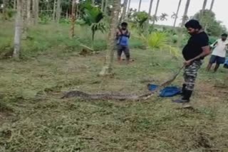 Snake Kiran safely released to forest