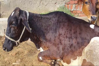 Lumpy Skin Disease in Haryana