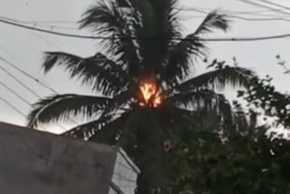 oconut tree was struck by lightning