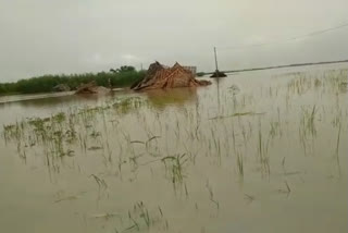 नेपाल में सप्तकोशी नदी का बांध टूटा