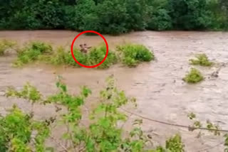 woman struck in river in water