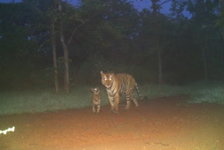 Tigress P 142 Gives Birth 2 Cubs