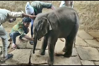 elephant calf