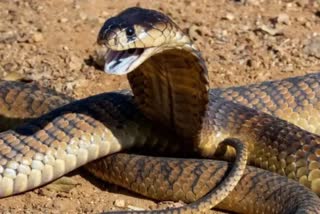 boy death by snake bite