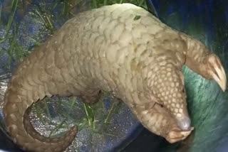 Rare species of pangolin