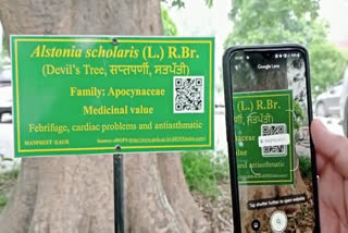 Guru Nanak Dev University developed a QR code for tree information in Punjab  QR Code for plants  Department of Botany and Environment of Guru Nanak Dev University Punjab  ഗുരു നാനക് ദേവ് സർവകലാശാലയിൽ മരങ്ങൾക്കായി ക്യൂആർ കോഡ്  ഗുരു നാനക് ദേവ് സർവകലാശാല ബോട്ടണി ആൻഡ് ഇക്കോളജി വിഭാഗം  മരങ്ങൾക്കായി ക്യൂആർ കോഡ്  മരത്തിനു വേണ്ടി ക്യൂആർ കോഡ്  ക്യൂആർ കോഡ് വികസിപ്പിച്ച് വിദ്യാർഥികൾ