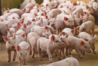 Swine fever in Golagha