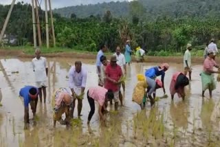 Mudigere MLA Kumaraswamy in chikkamagaluru