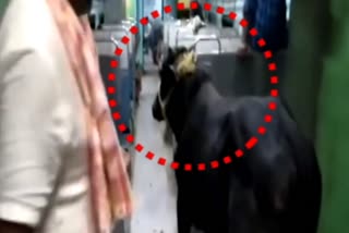 BULL INTERRED IN TRAIN VIDEO GOES VIRAL IN BHAGALPUR EMU PASSENGER11